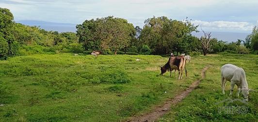Picture of Land and Farm for sale in Dauin in Philippines