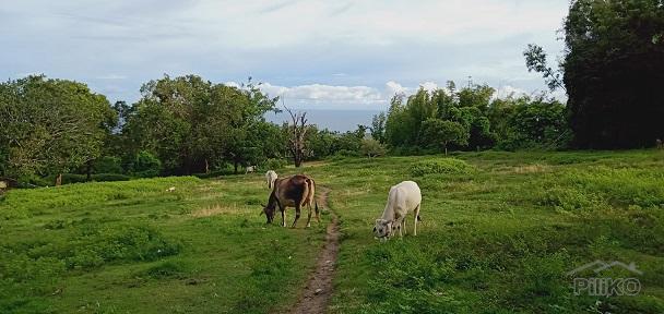 Land and Farm for sale in Dauin - image 9