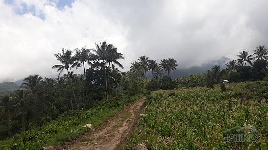 Lot for sale in Dauin - image 6