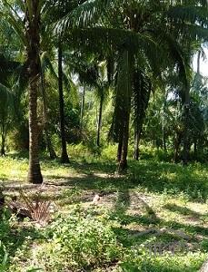 Picture of Other property for sale in Dumaguete in Negros Oriental