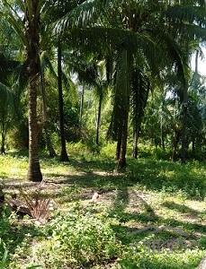 Other property for sale in Dumaguete - image 5