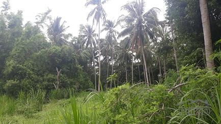 Agricultural Lot for sale in Dumaguete - image 2