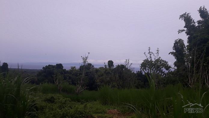 Agricultural Lot for sale in Dumaguete - image 3