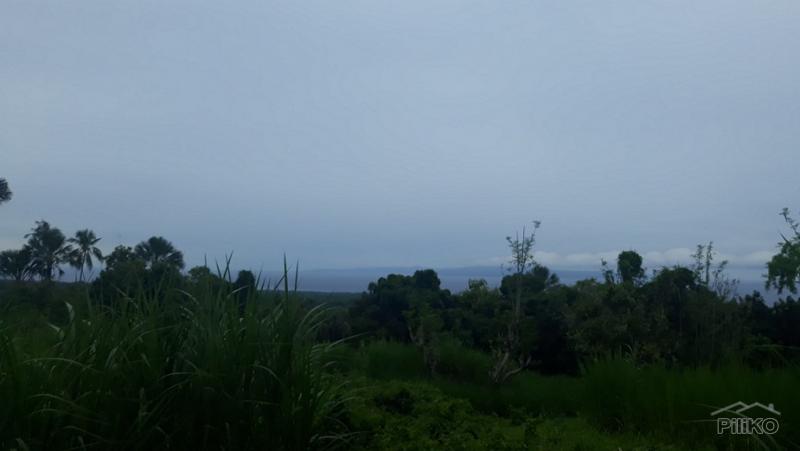 Agricultural Lot for sale in Dumaguete - image 7