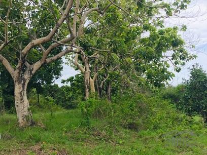 Agricultural Lot for sale in Dumaguete - image 10
