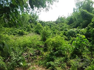 Picture of Agricultural Lot for sale in Dumaguete
