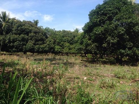 Pictures of Agricultural Lot for sale in Dumaguete