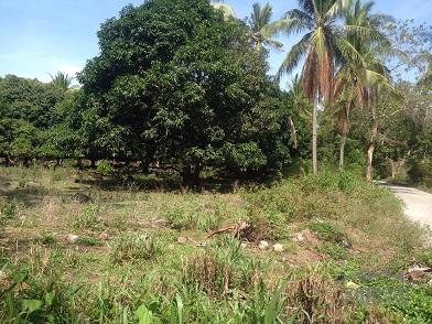 Agricultural Lot for sale in Dumaguete - image 2
