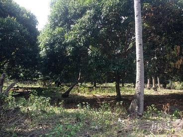 Agricultural Lot for sale in Dumaguete - image 3