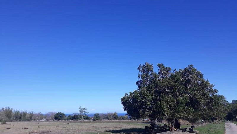 Agricultural Lot for sale in Dumaguete - image 4