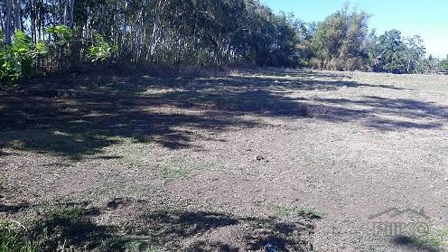 Agricultural Lot for sale in Dumaguete - image 6