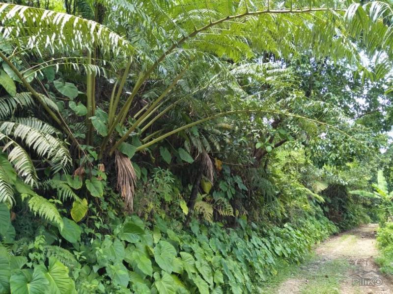 Agricultural Lot for sale in Dumaguete
