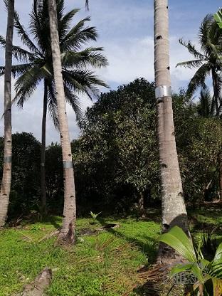 2 bedroom House and Lot for sale in Dumaguete - image 13