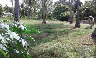 Pictures of Agricultural Lot for sale in Dumaguete