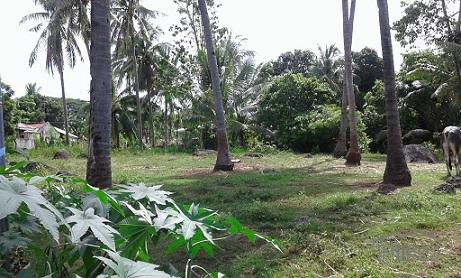 Agricultural Lot for sale in Dumaguete - image 2
