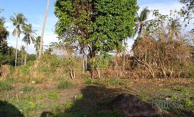 Agricultural Lot for sale in Dumaguete in Negros Oriental - image