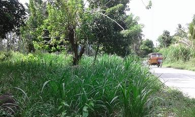Pictures of Other lots for sale in Dumaguete