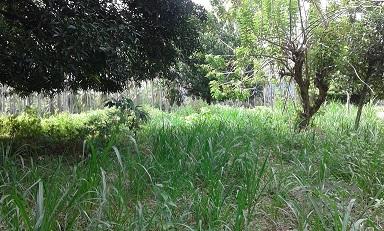 Other lots for sale in Dumaguete - image 2