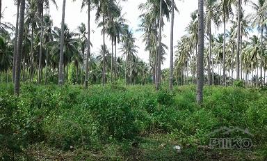 Other lots for sale in Dumaguete - image 3