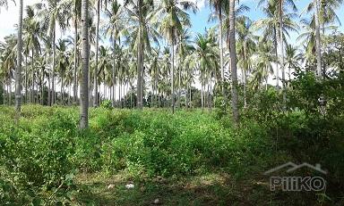 Other lots for sale in Dumaguete - image 4