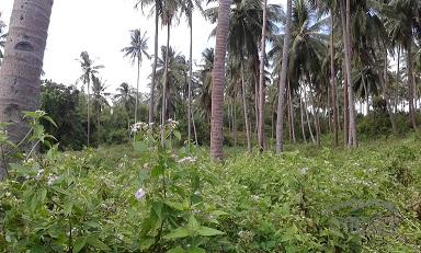Other lots for sale in Dumaguete - image 5