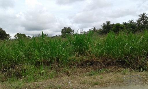Other lots for sale in Dumaguete - image 2
