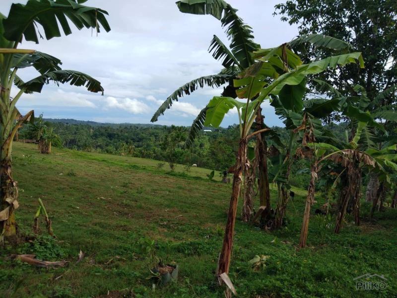 Land and Farm for sale in Barili in Cebu