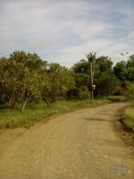 Land and Farm for sale in Rosario - image 5