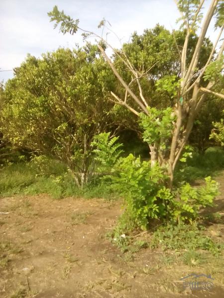 Picture of Land and Farm for sale in Rosario in Philippines