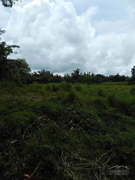 Land and Farm for sale in Tuy - image 3