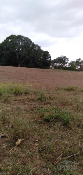 Land and Farm for sale in Calatagan - image 6