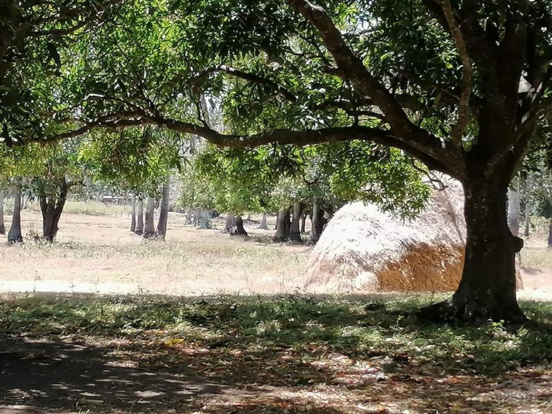 Picture of Land and Farm for sale in Rosario