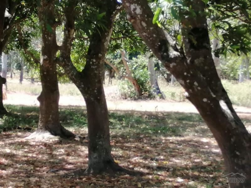Land and Farm for sale in Rosario - image 7