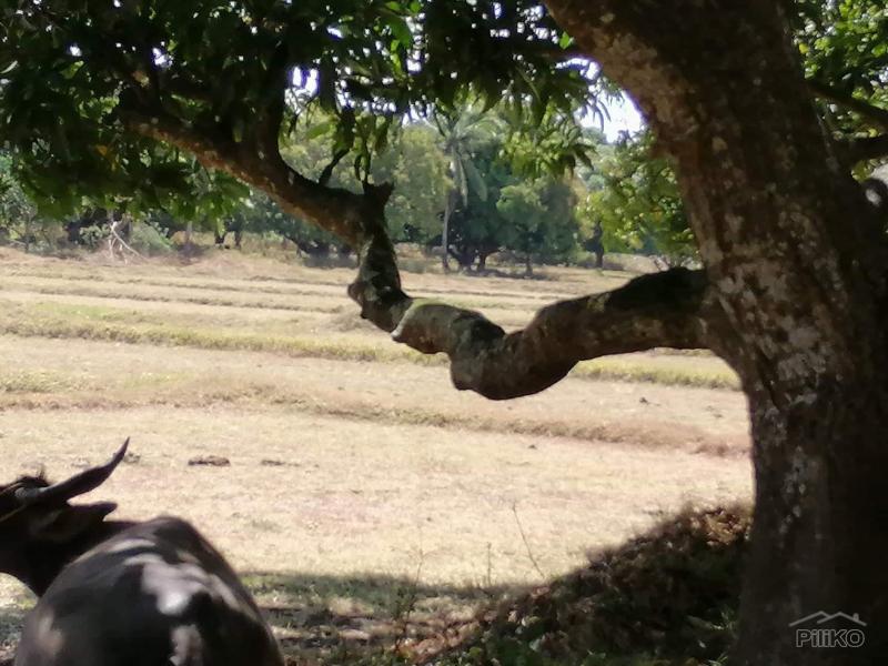 Land and Farm for sale in Rosario - image 9