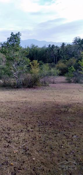 Picture of Land and Farm for sale in Nasugbu