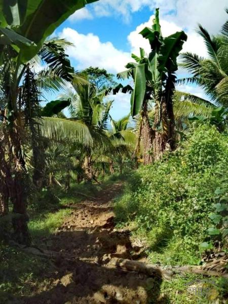 Land and Farm for sale in Lopez in Quezon