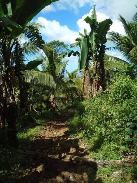 Land and Farm for sale in Lopez in Philippines