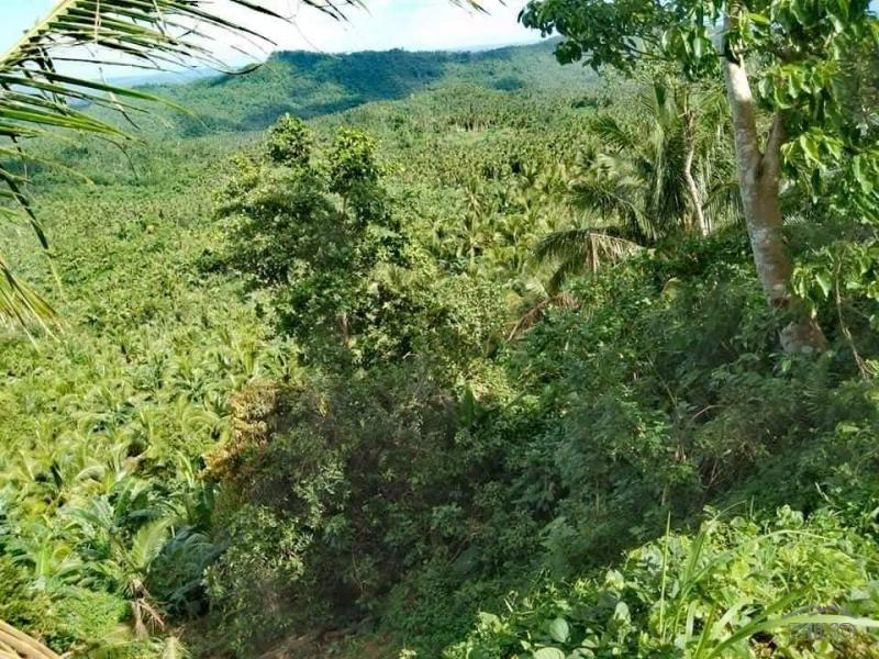 Picture of Land and Farm for sale in Lopez in Philippines