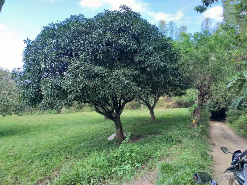 Land and Farm for sale in Cebu City - image 2