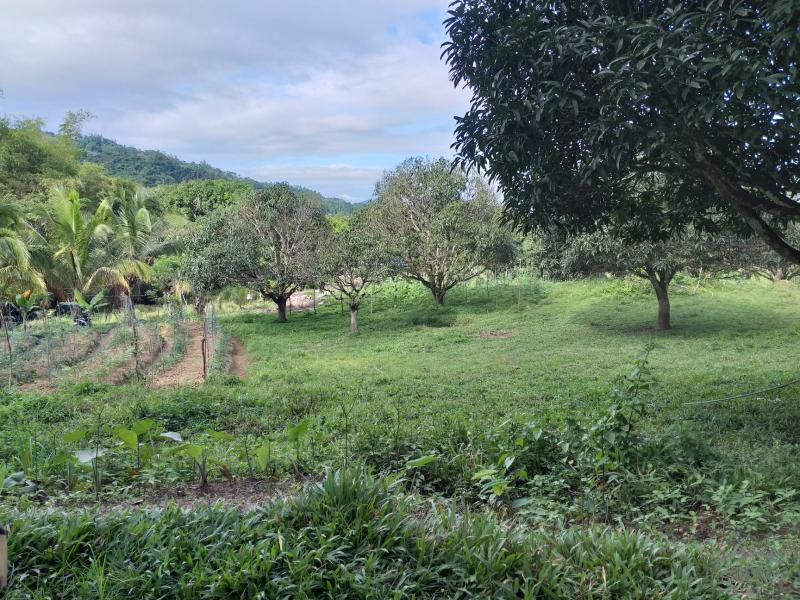 Land and Farm for sale in Cebu City in Philippines