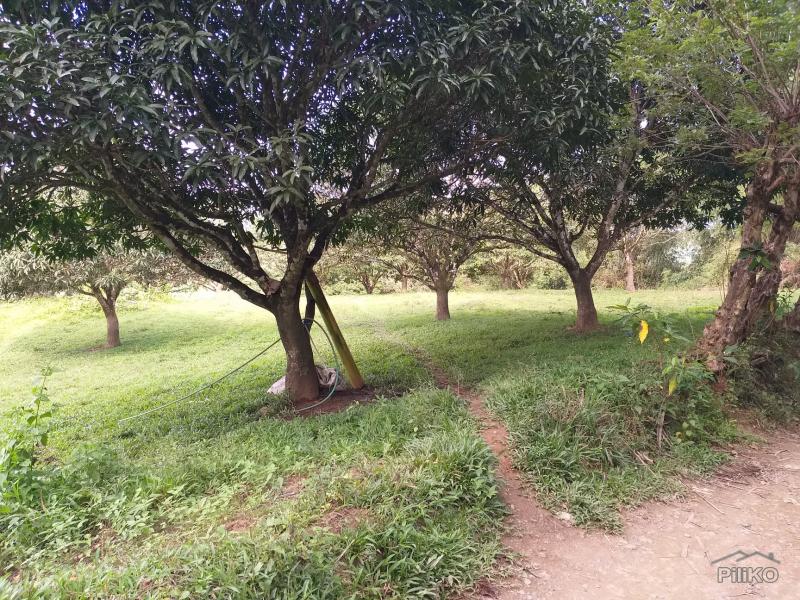 Land and Farm for sale in Cebu City - image 5