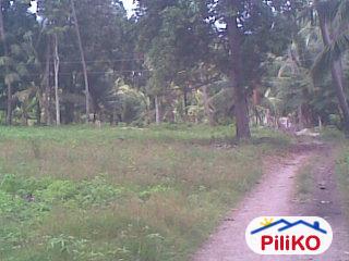 Agricultural Lot for sale in Other Cities - image 3