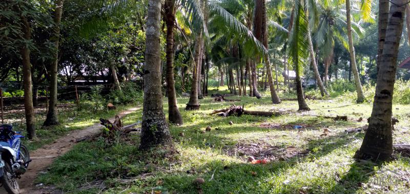 Lot for sale in Bacong - image 3