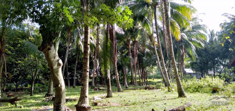 Lot for sale in Bacong in Philippines