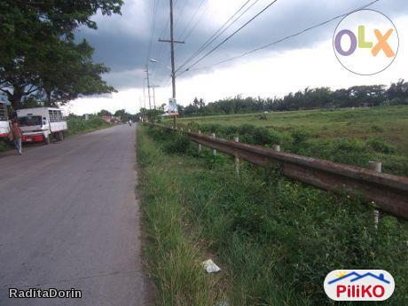 Picture of Agricultural Lot for sale in Other Cities in Batangas