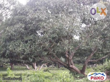 Picture of Agricultural Lot for sale in Other Cities in Philippines