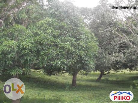 Agricultural Lot for sale in Other Cities in Batangas - image