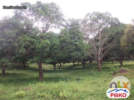 Agricultural Lot for sale in Other Cities in Philippines - image