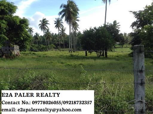 Land and Farm for sale in Legazpi - image 4