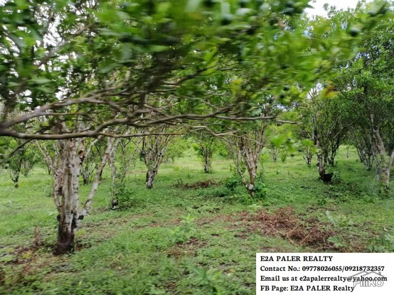 Agricultural Lot for sale in Goa - image 2